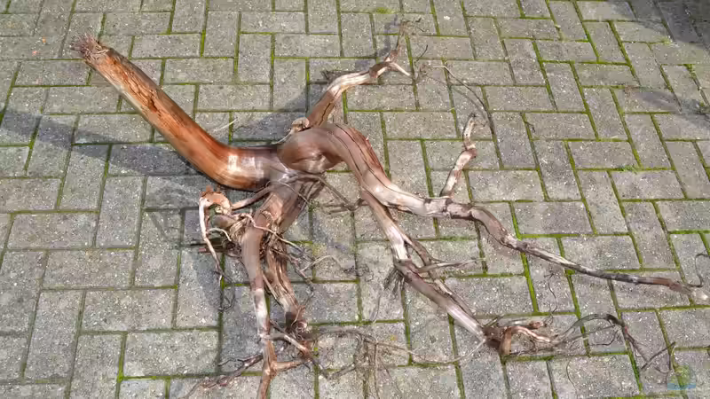 Wurzel 1, groß von GGuardiaNN (35)