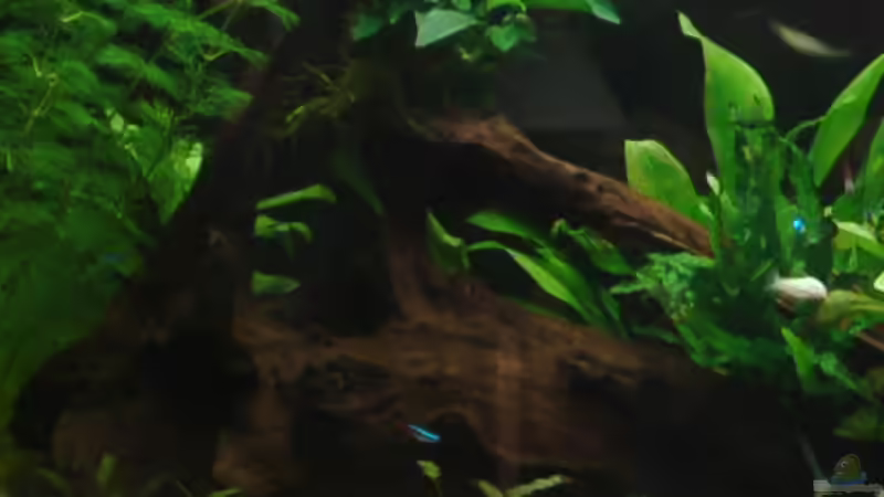 Wurzel 1 mit Java und Anubie März 2008 von Zwanni (26)