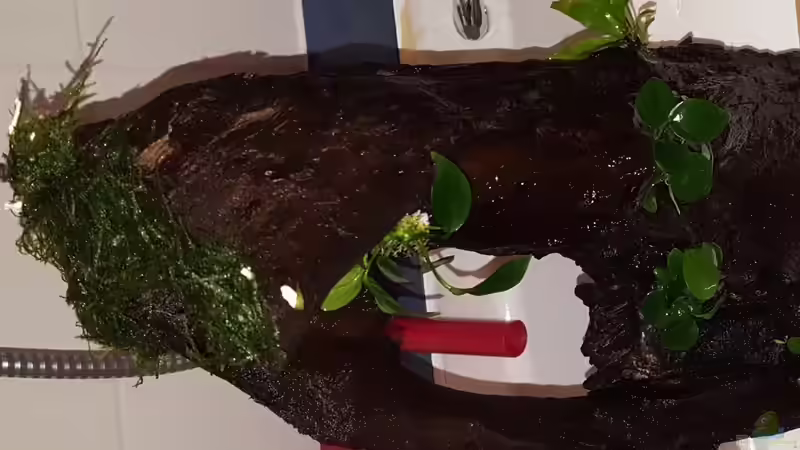 Wurzel 1 (Pflanzen mit Dupla Plant Fix liquid fixiert) von coachdriver_uwe (45)