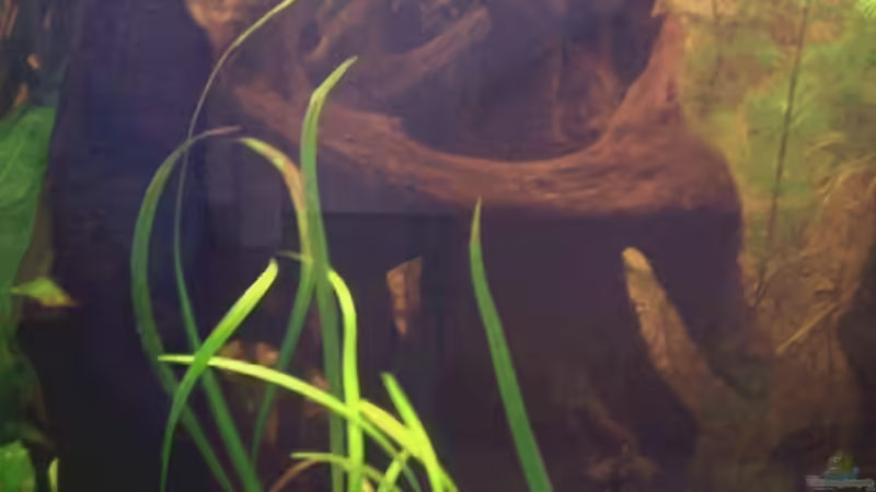 Wurzel 1 von Anja Hermes (3)