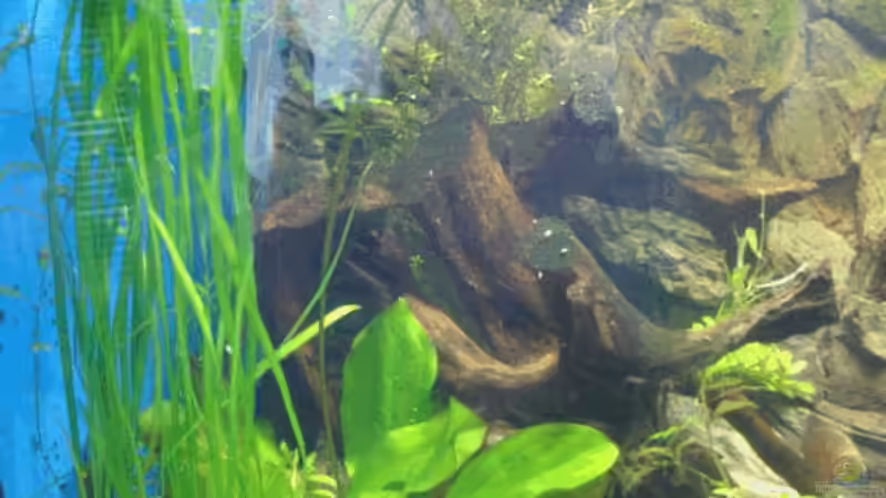 Wurzel 1 von Anja Wittig (5)