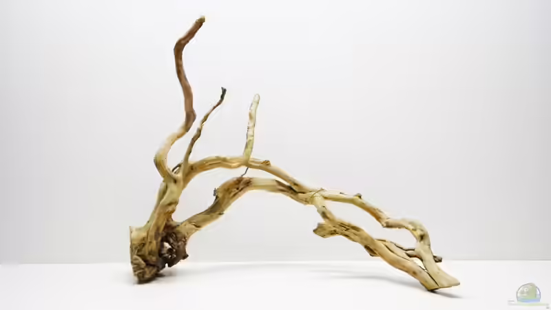 Wurzel 1 von Jah Gaid (15)