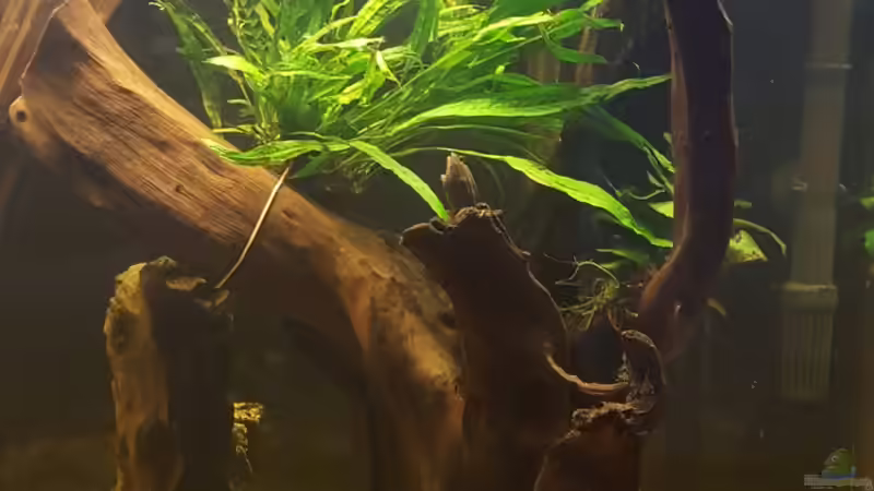 Wurzel 1 von Johannes L. (25)