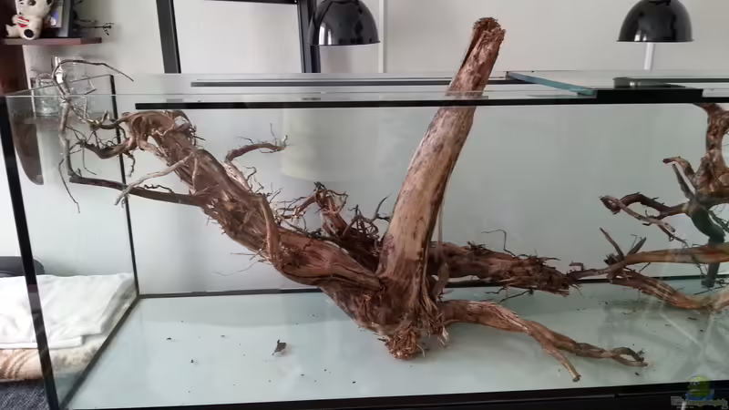 Wurzel 1 von seb (32)