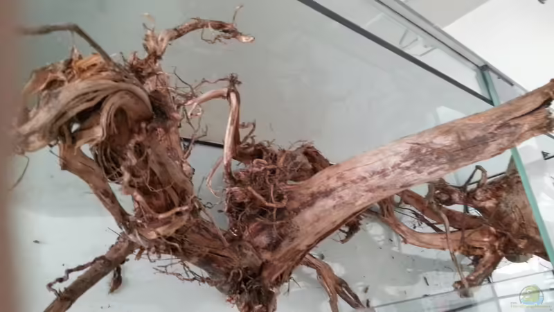 Wurzel 1 von seb (34)