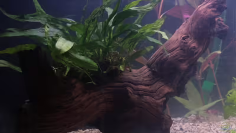 Wurzel 1 von StefanE. (17)