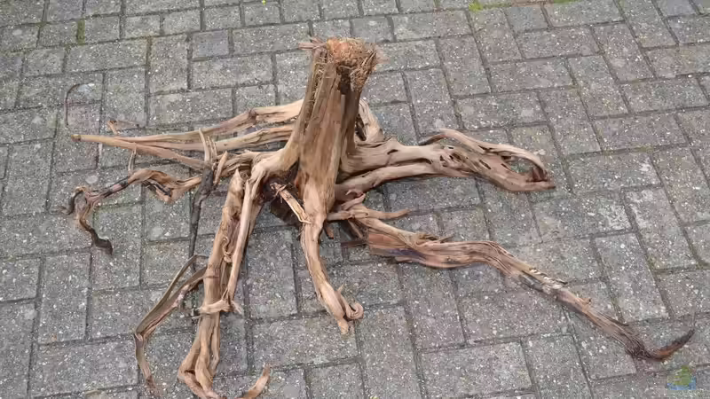 Wurzel 10, groß von GGuardiaNN (44)