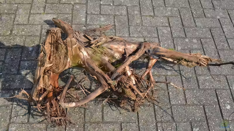 Wurzel 11, sehr groß von GGuardiaNN (45)