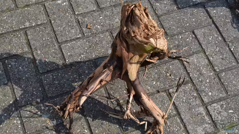 Wurzel 2, mittelgroß von GGuardiaNN (36)