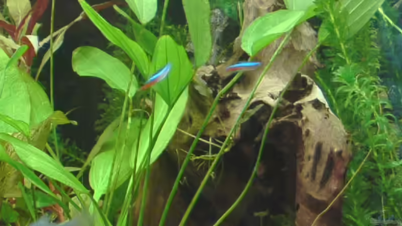 Wurzel 2 März 2008 von Zwanni (27)