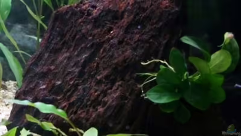 Wurzel 2 mit Höhle von StefanE. (18)