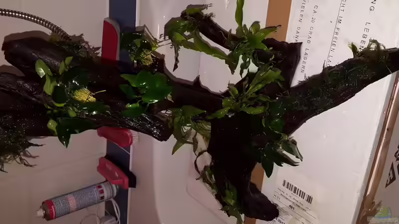 Wurzel 2 (Pflanzen mit schwarzem Bindfaden fixiert) von coachdriver_uwe (47)