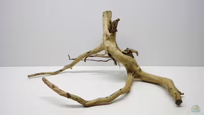 Wurzel 2 von Jah Gaid (16)