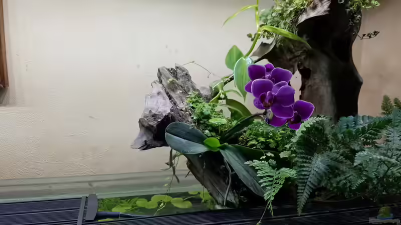 Wurzel 2 von Smo (12)