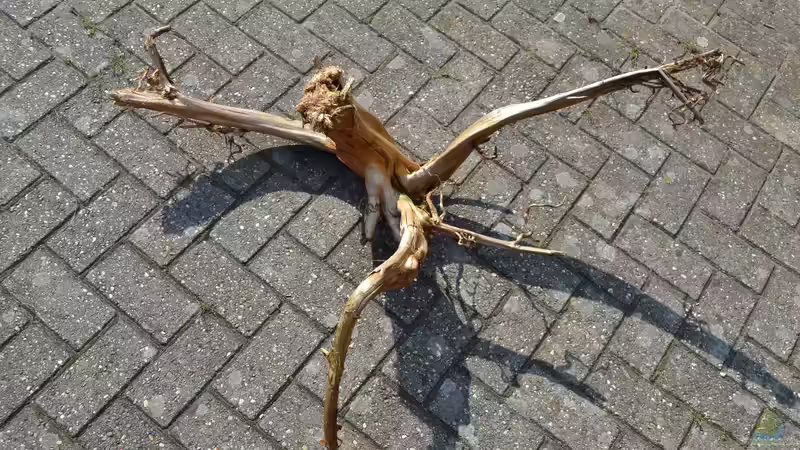 Wurzel 3, groß von GGuardiaNN (37)