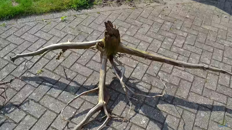 Wurzel 4, sehr groß von GGuardiaNN (38)