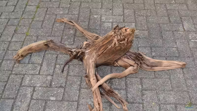 Wurzel 5, groß von GGuardiaNN (39)