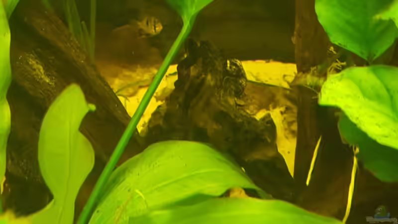 Wurzel 6-schwierig zu erkennen von Johannes L. (30)