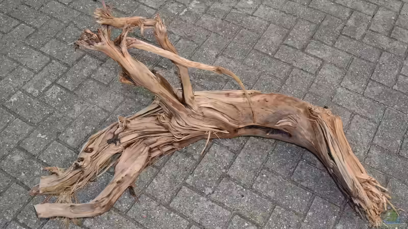 Wurzel 7, riesig von GGuardiaNN (41)