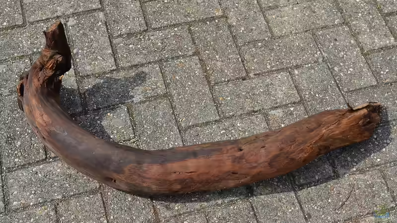 Wurzel 8, sehr groß von GGuardiaNN (42)