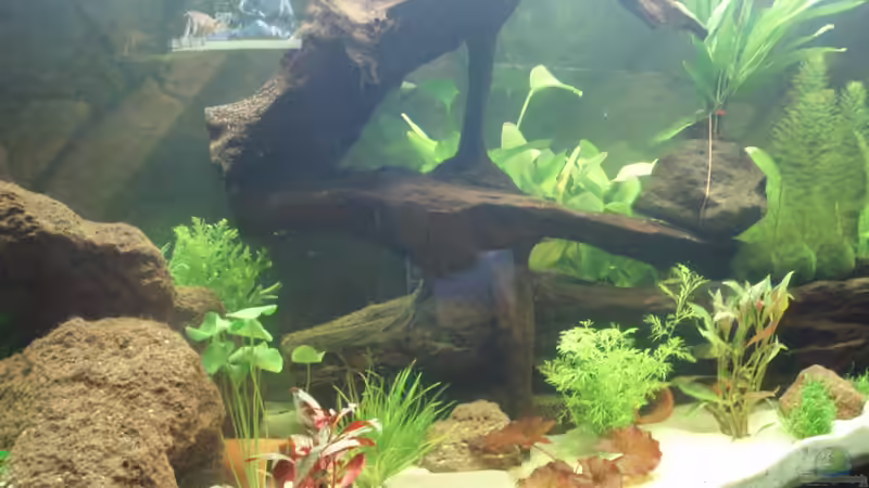 Wurzel als Blickfang von welspapa (2)