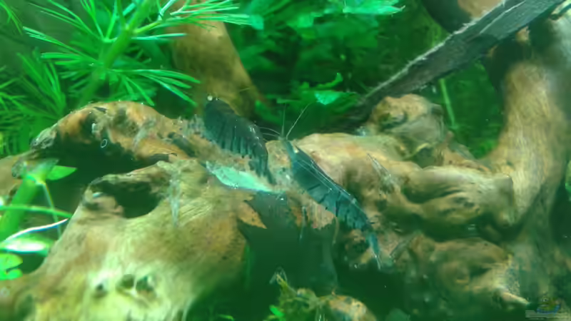 Wurzel als Futterplatz, Anfang 06.2016 von Kai M (19)