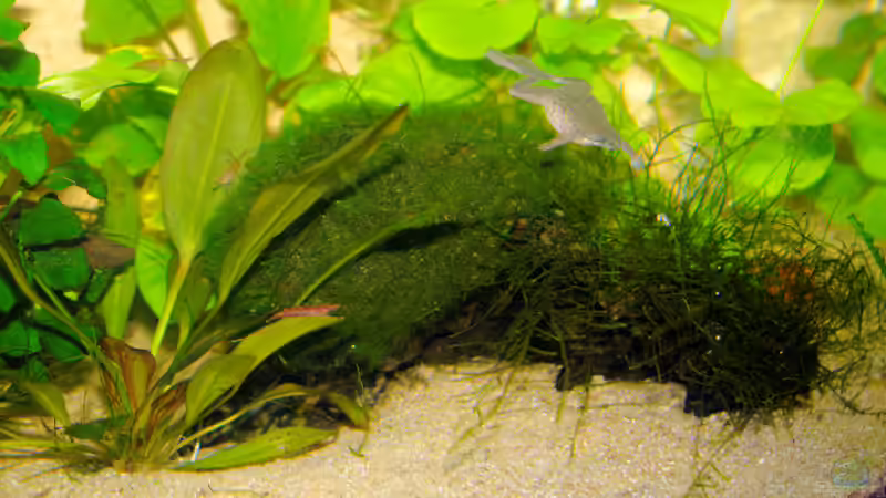 Wurzel als Höhle mit Javamoos und verformten Algenball bewachsen von WSS (13)