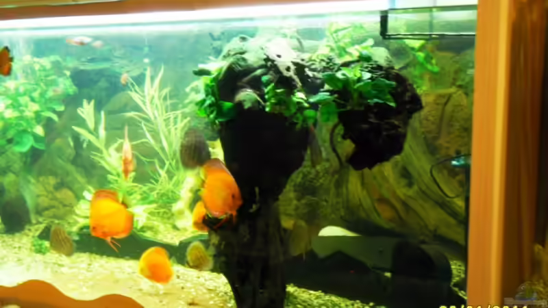 Wurzel als Unterstand im 1000er von Ulrich Sauerhering (37)