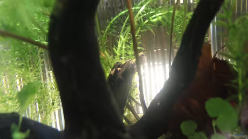 Wurzel am 26.07.2016 von Laufilauf (21)