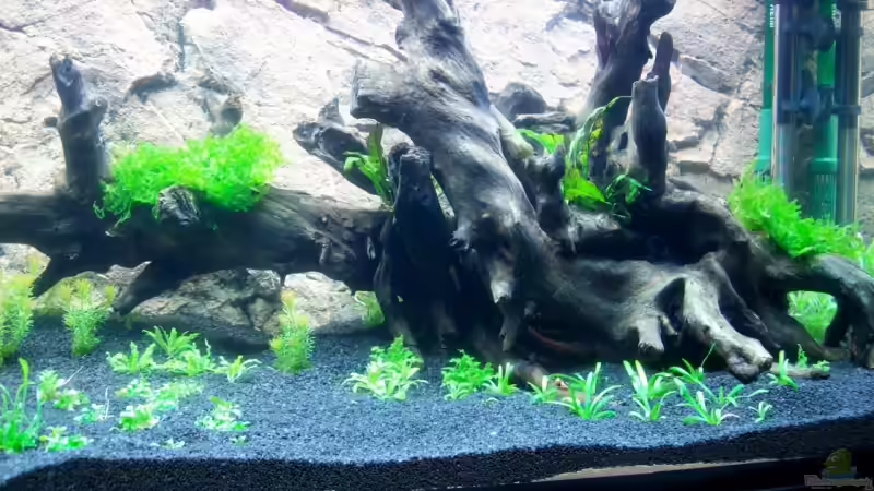 Wurzel am Anfang von Stefan Reinl (8)