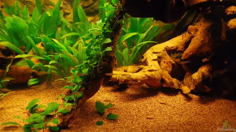 Wurzel auf der rechten Seite von matthiasm (19)