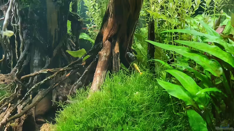 Wurzel aus der Natur beim Saziergang gesammelt  von der Theoretiker (40)