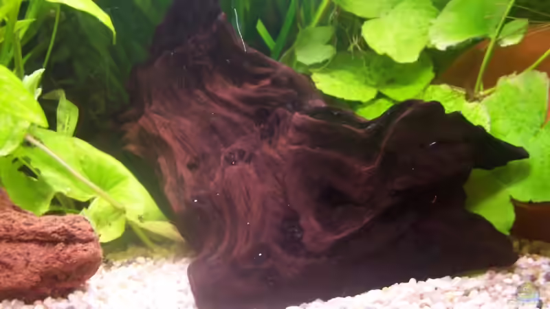 Wurzel aus Jati Holz von jhgfsjgfhl (12)