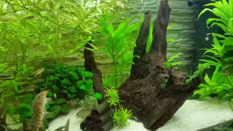 Wurzel aus Vorgängerbecken von Franz-Georg Neurieser (3)