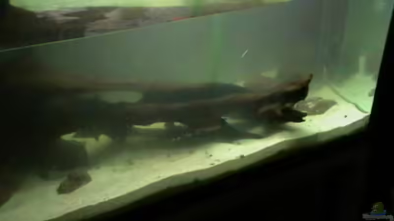 Wurzel beim einbringen ins Becken von welspapa (14)