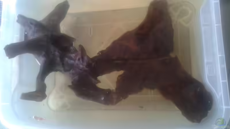 Wurzel beim Wässern von Deoroller (41)