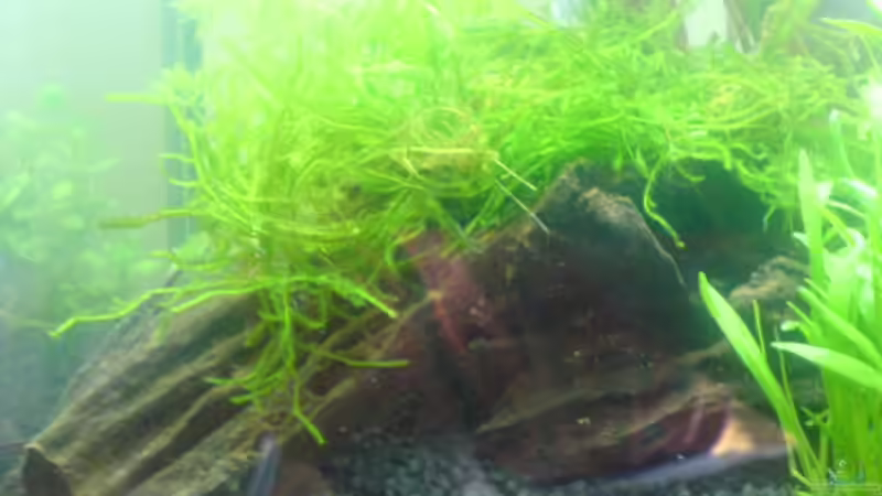 Wurzel bepflanzt  von Alexander Müller (6)