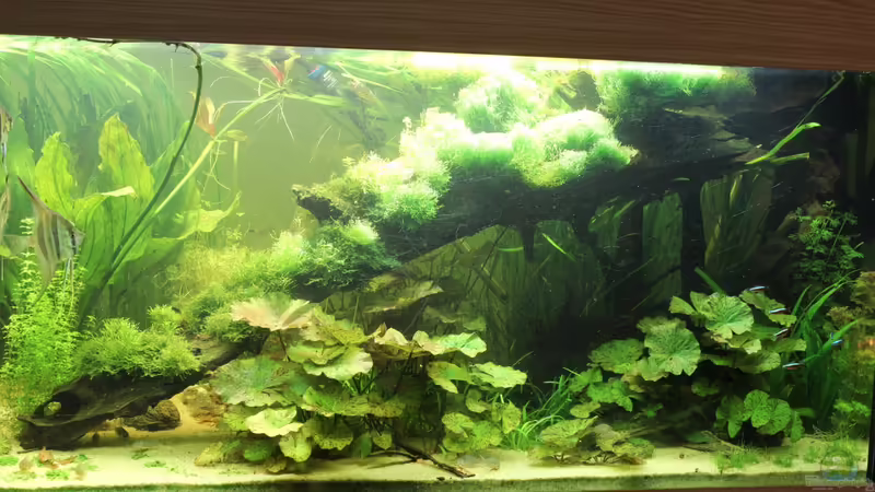 Wurzel bewachsen (17.03.2013) von Richard Gärtner (13)