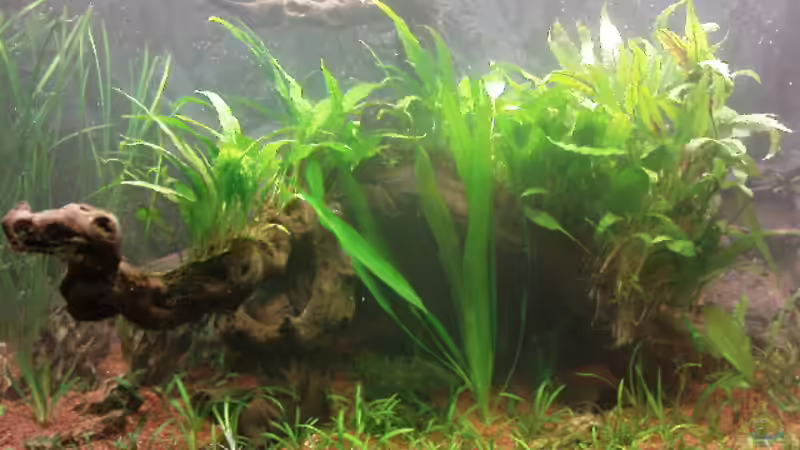Wurzel bewachsen mit Javafarn und Cryptocoryne wendtii von Jens Hug (5)