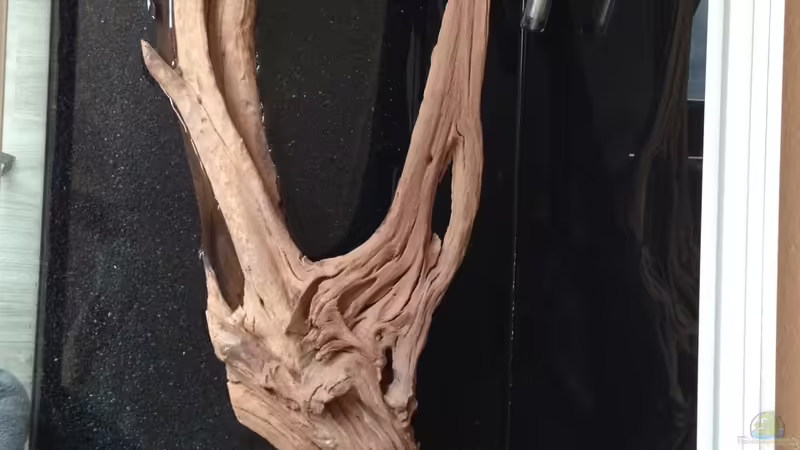 Wurzel bewässern von AdAbsurdum (16)