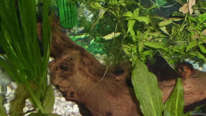 Wurzel ca. 30cm lang und ca. 5 cm hoch von EO (15)