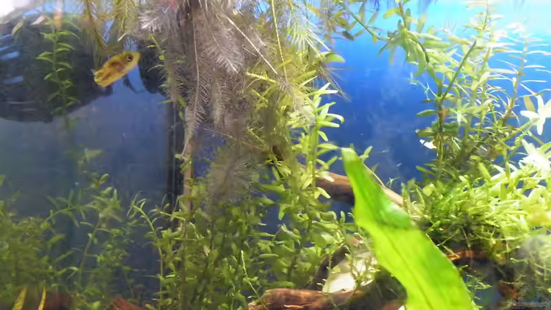 Wurzel der Wasserhyazinthe für Gertrud - 10.07.2011 von bergfrau (29)