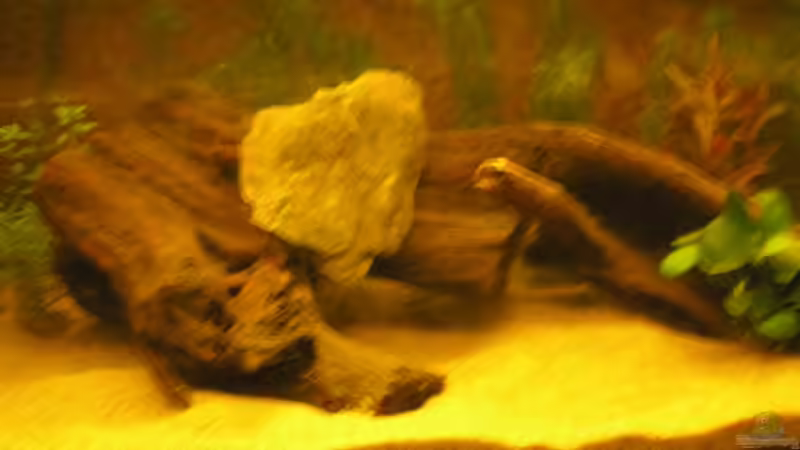 wurzel (derzeit noch bissl auftrieb) von Franz Berger (6)