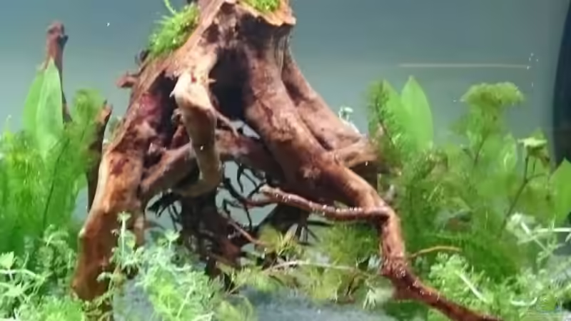 Wurzel ´die Henne´ mit Javamoos von Rene Kromer (8)