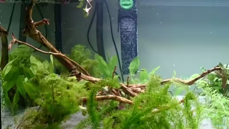 Wurzel ´die Spinne´ von Rene Kromer (9)