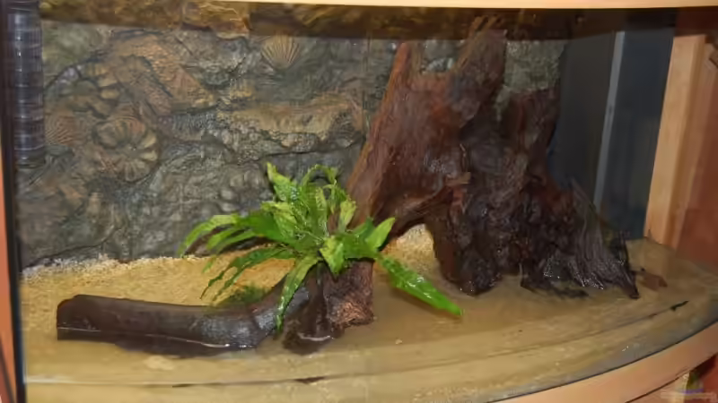 Wurzel Einrichtung (musste 2 Wochen wässern) von Dirk Leidecker (10)