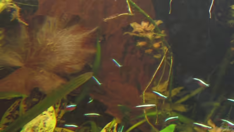 Wurzel hinten  von Sabrina Plankensteiner (37)