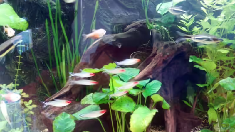 Wurzel I von Andy Klein 86 (11)