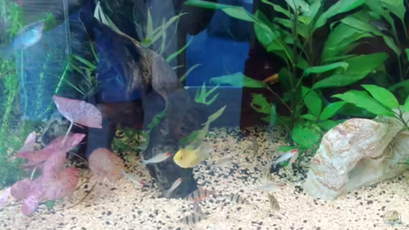 Wurzel II von Andy Klein 86 (13)