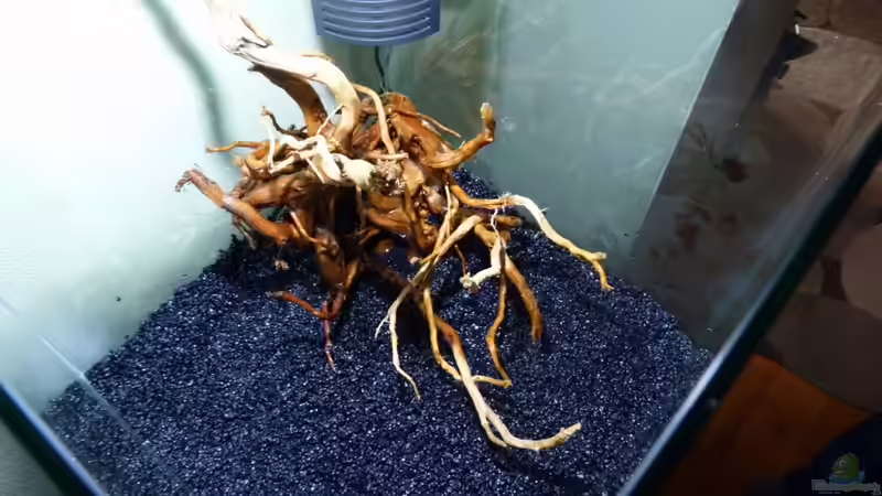 Wurzel im Becken von Josef Braun (19)